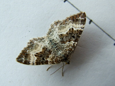 Common Carpet